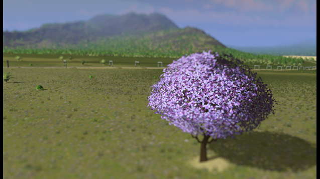 Jacaranda